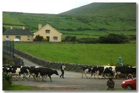 Dingle, Kerry Ierland promotiecode Booking.com